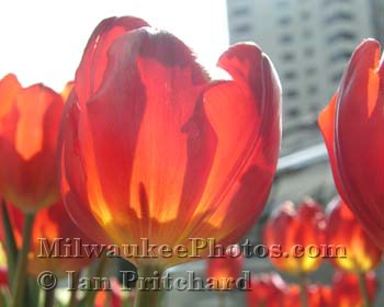 Photograph of Sunlit flowers from www.MilwaukeePhotos.com (C) Ian Pritchard